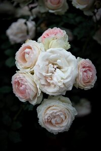 Rose peaks Free photos