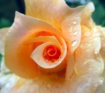 Rose rain Free photos
