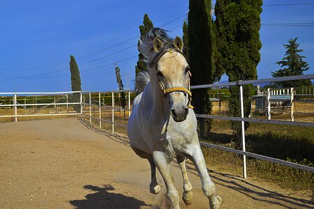 Horse animal crin