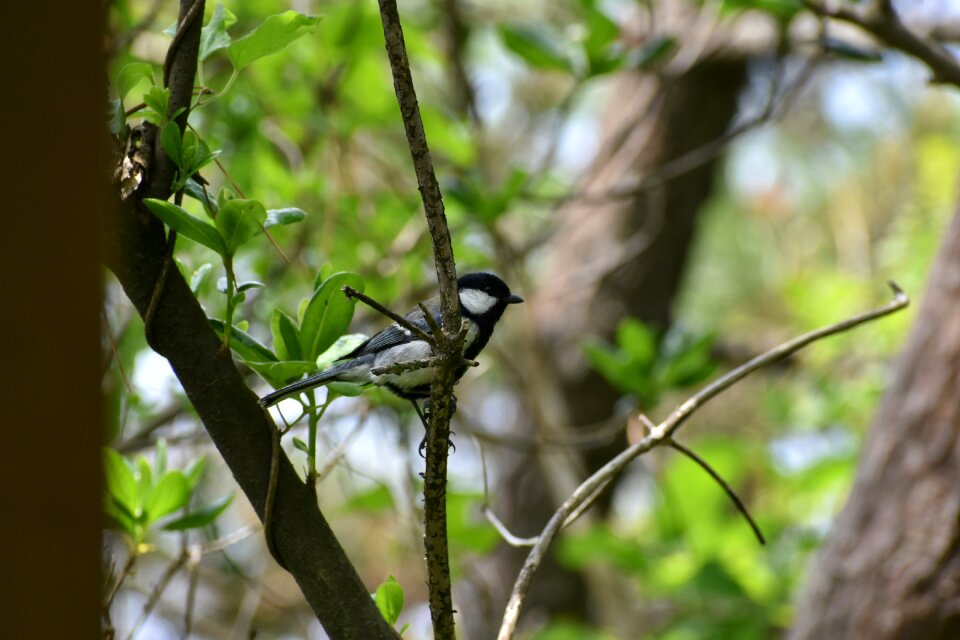 Green bird wild birds