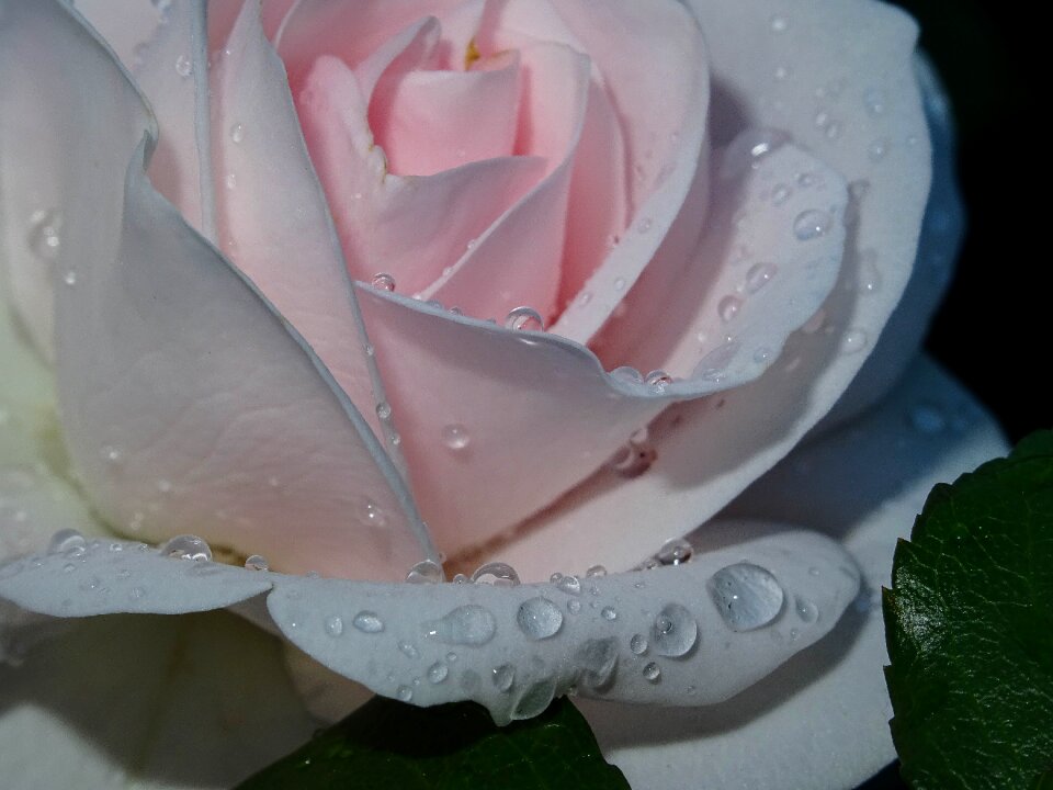 Passionately blossom bloom