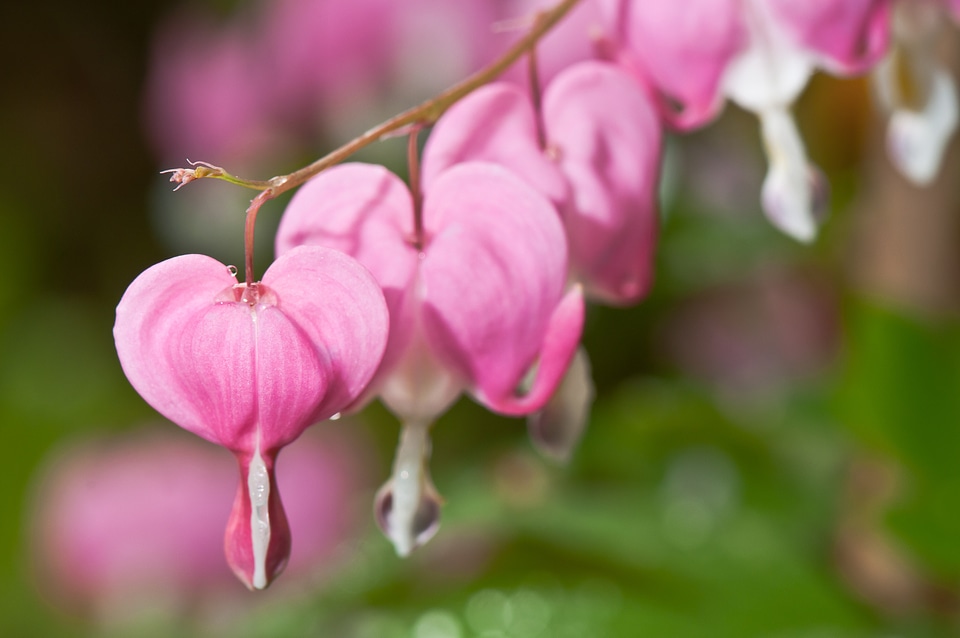 Macro close up bloom