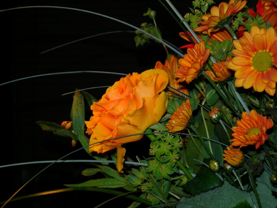 Yellow flower close up