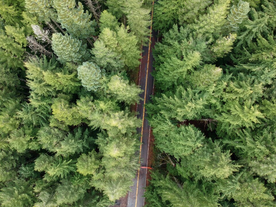 Pine high height