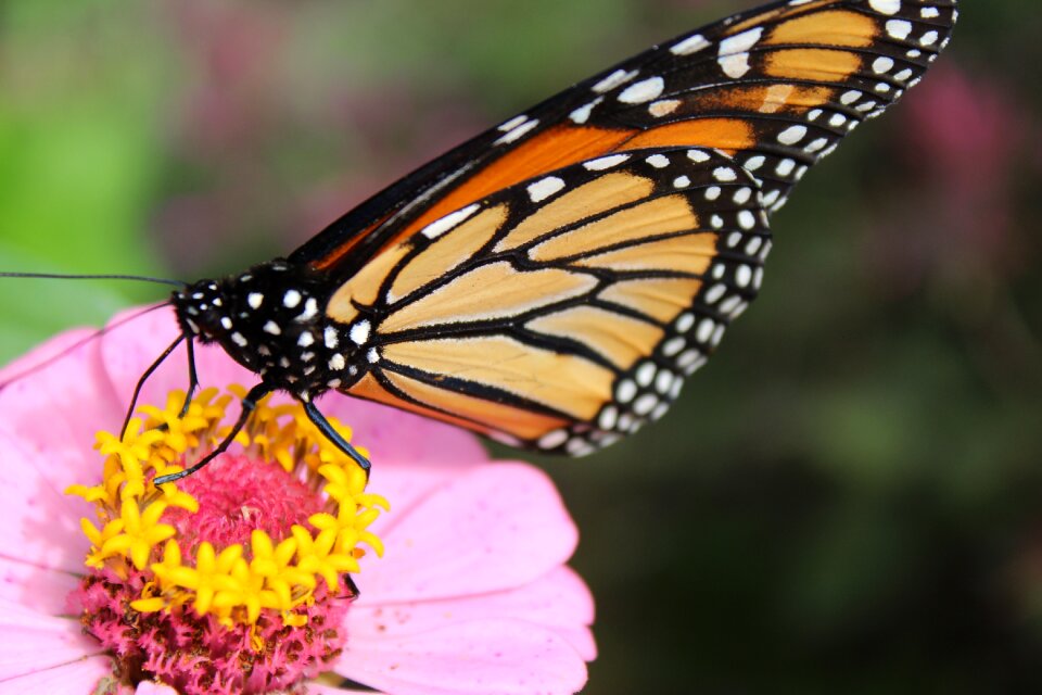 Orange nature animal photo