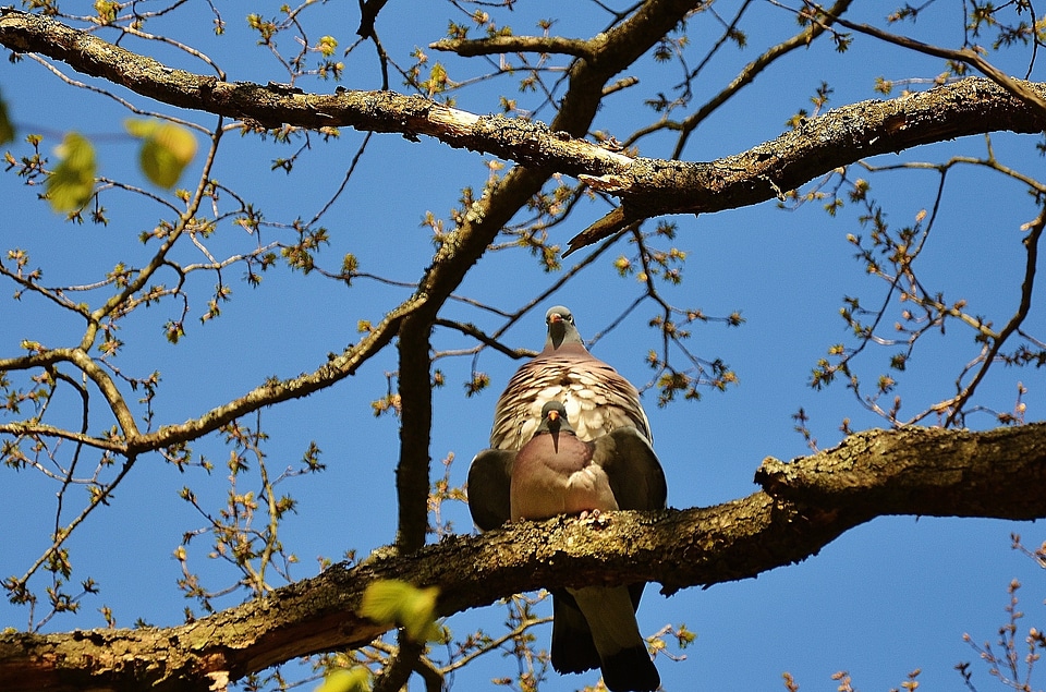 Twosome birds animals