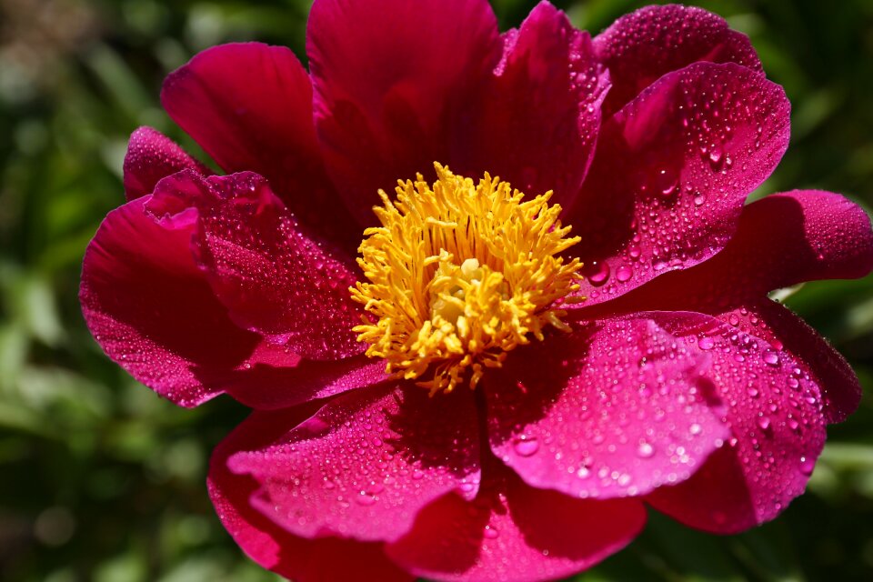 Peonies seoul national university park rose festival