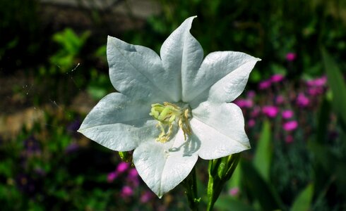 Spring closeup nature photo