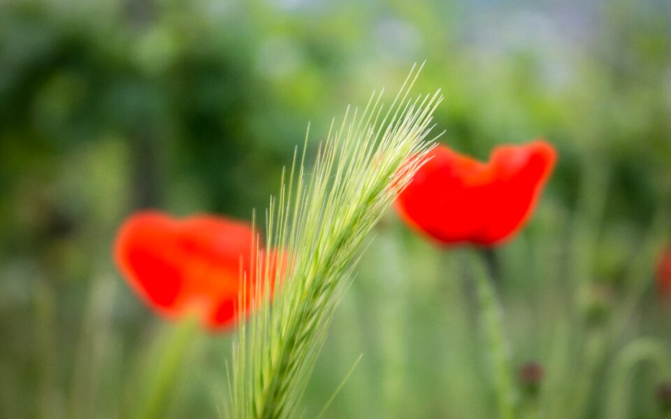 Wild grass klatschmohn wild