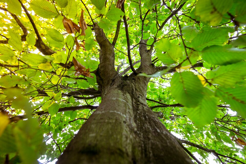 Nature landscape forests