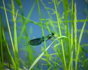 Ważka river insect
