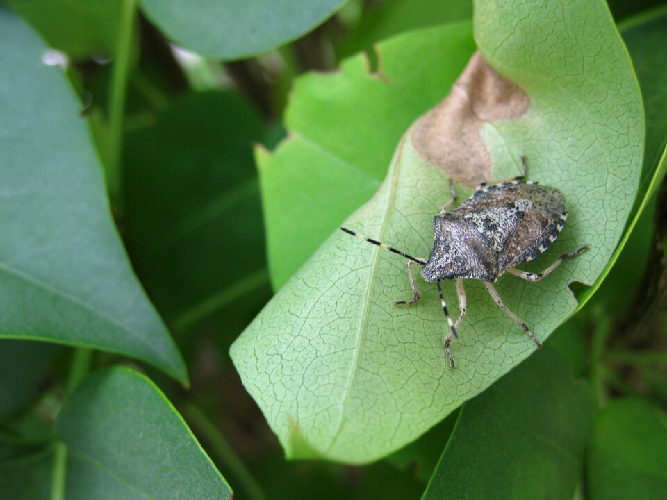 Insect close up creepy-crawlies
