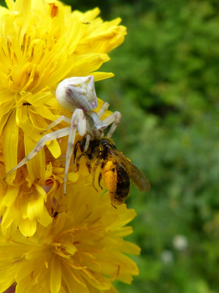 Hunting bug hunted dandelion stalking