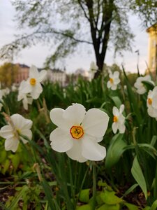 Sweden plants white rose