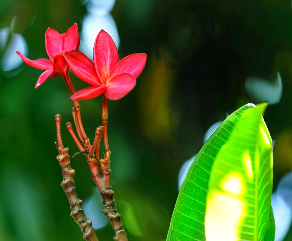 Summer flower outdoors photo