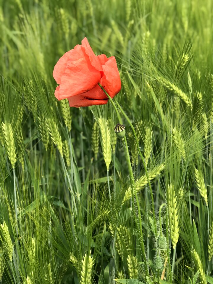 Red flower nature photo