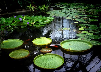 Waterlily lake water-plant