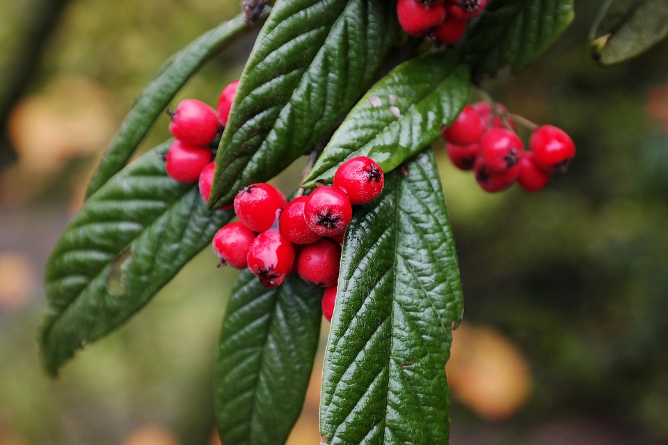 Leaves green bush