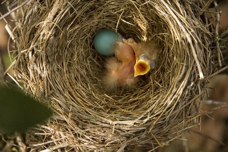 Baby bird nest robin egg photo