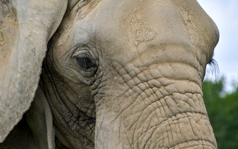 Elephant close up eyelashes
