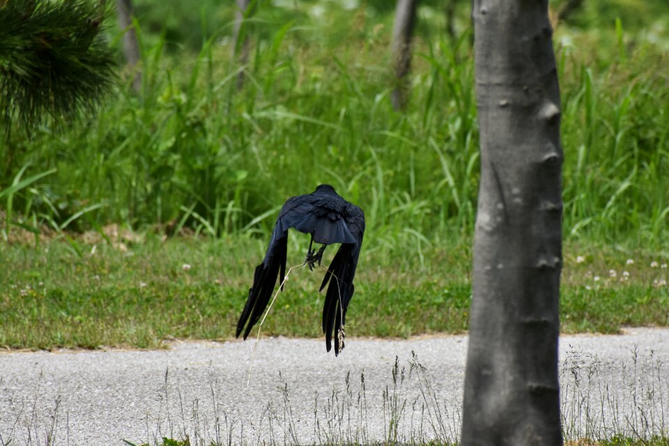 Wood green bird