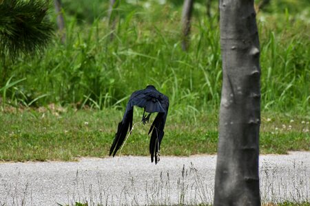 Wood green bird