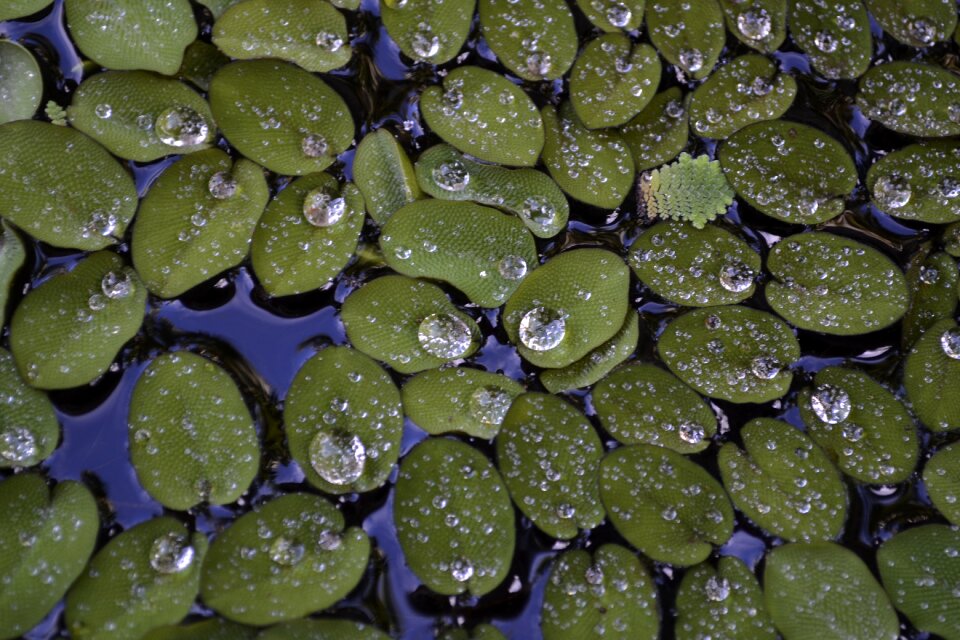Pond water float