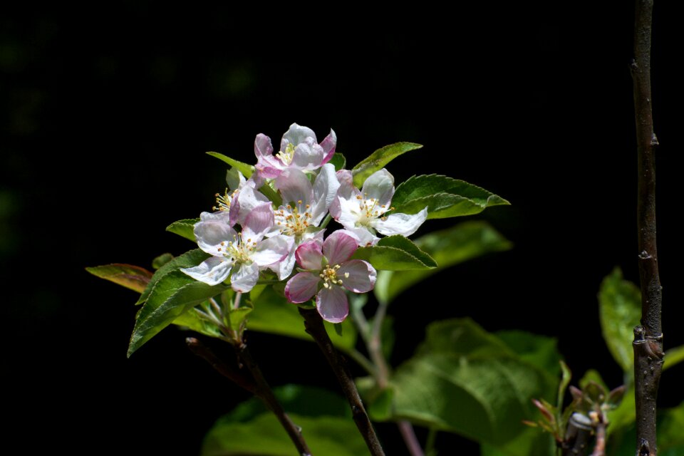 Bloom flower