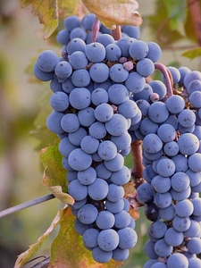 Vine fruit harvest