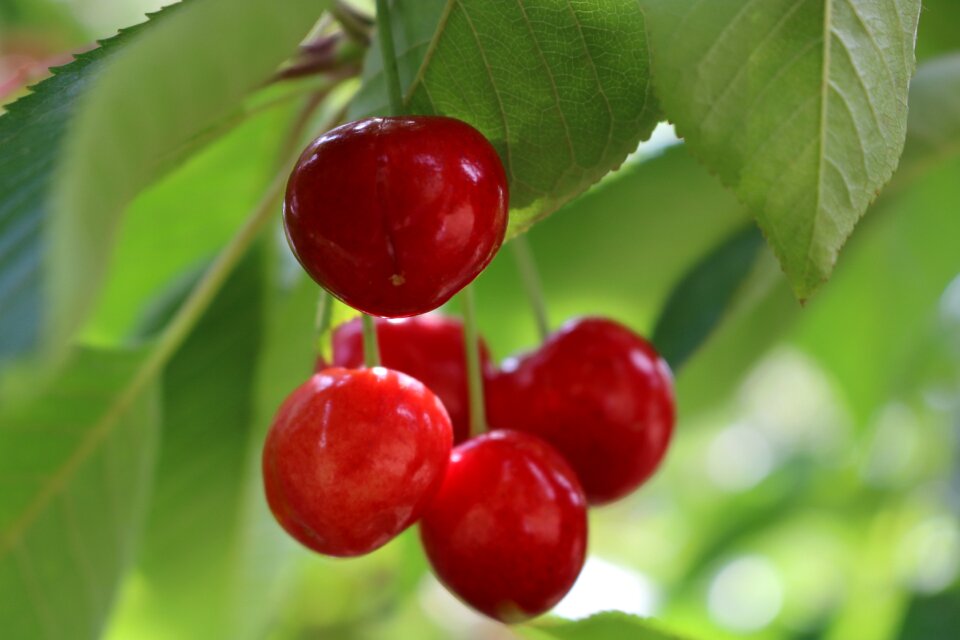 Cherry leaves green