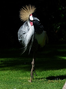 South africa grey crowned crane grey crowned crane balearica regulorum photo