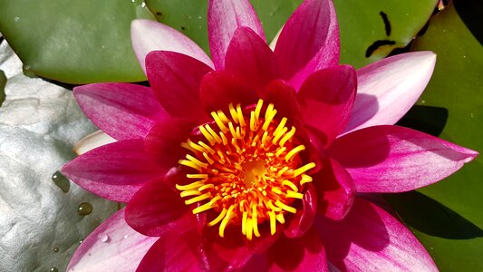 Bloom water nature