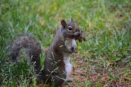 Nature rodent park