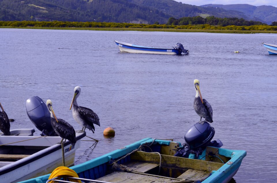Ave pelican Free photos
