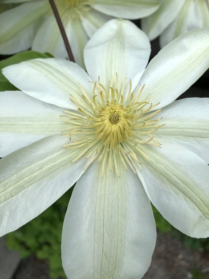 White flowers floral nature