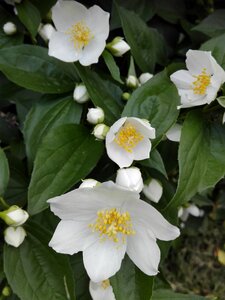 White flower nature the sweet smell of photo