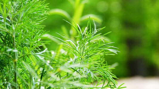 Garden green leaf foliage
