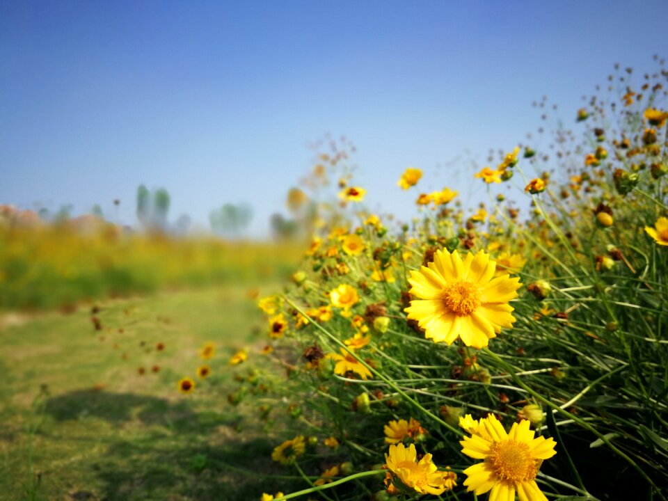 Flower lawn blue sky photo