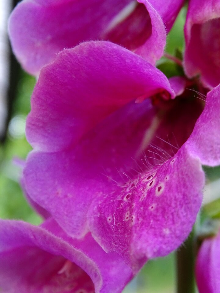 Giftplanze wild plant common foxglove
