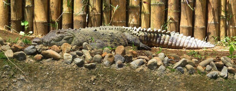 Nature animal crocodile photo