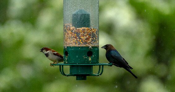 Wildlife garden natural