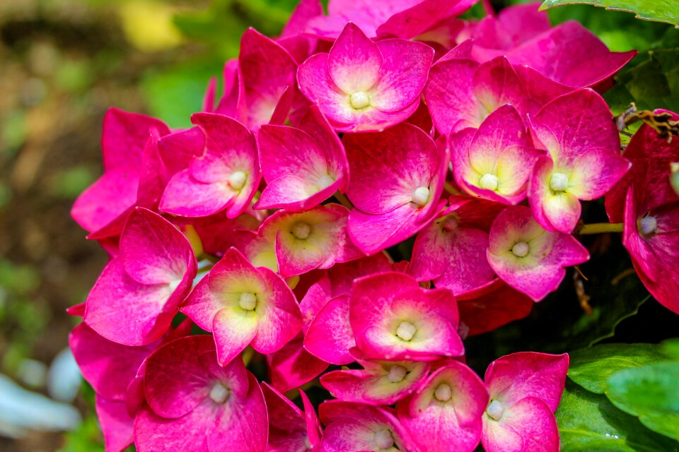 Hortensia hydrangea plant