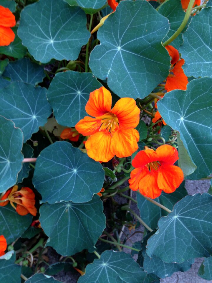 Peppery salads orange