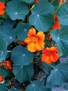 Peppery salads orange photo