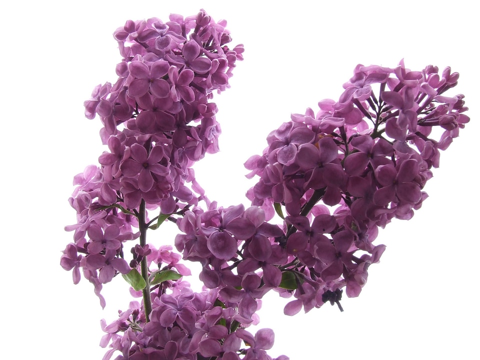 Bloom fragrant lilac branch