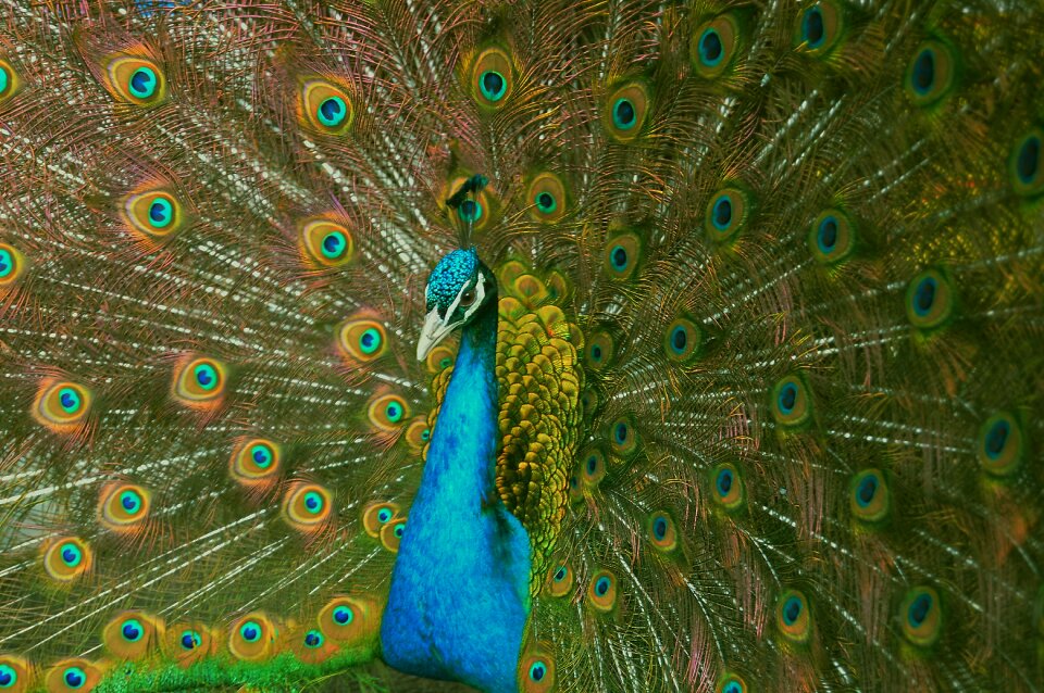 Plumage peacock colorful
