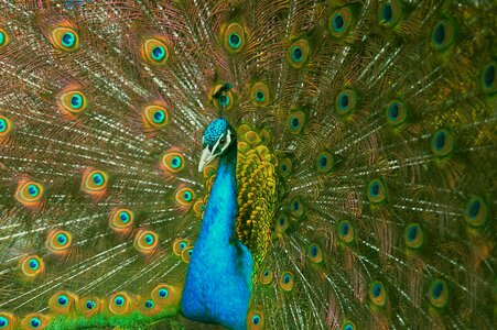 Plumage peacock colorful