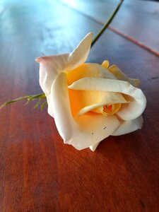 Rose flower Free photos