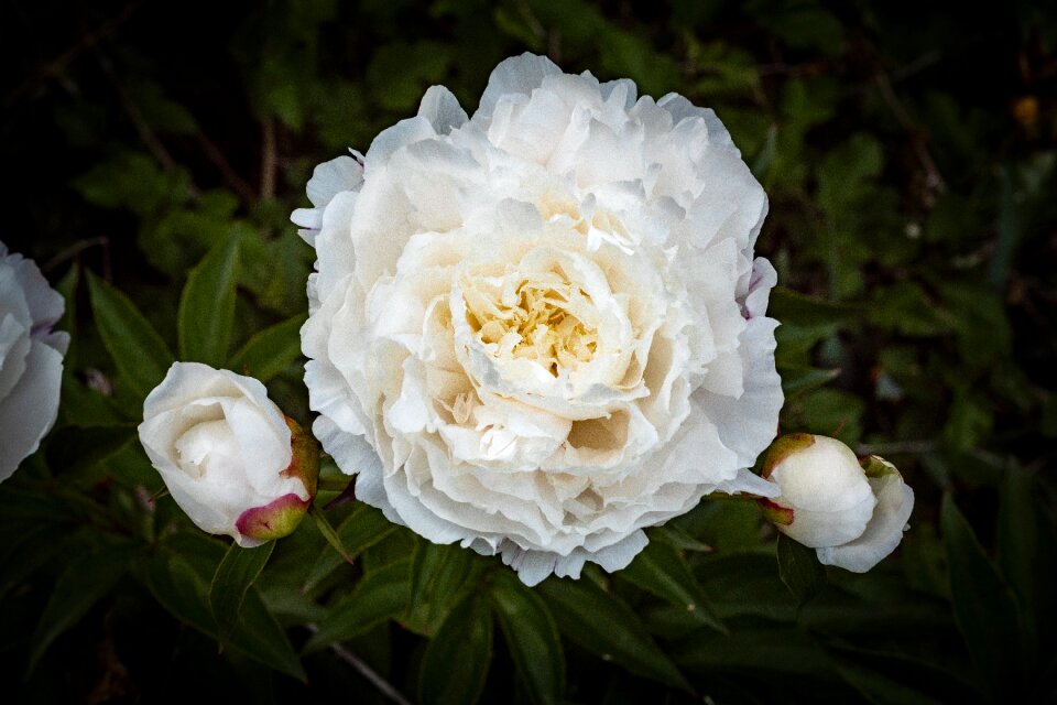 Flower spring