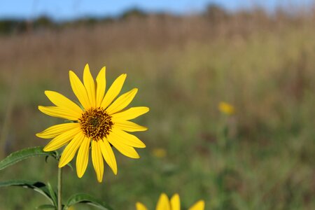 Field country wild flower